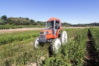 Tractor Kubot para Labores Vivero Tractor Kubot para Labores Vivero