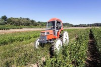 Tractor Kubot para Labores Vivero